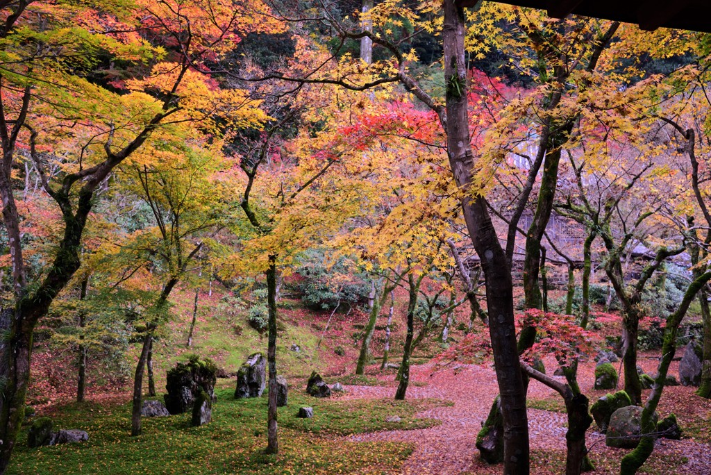 残影~光明禅寺 秋深し(1)