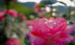 薔薇