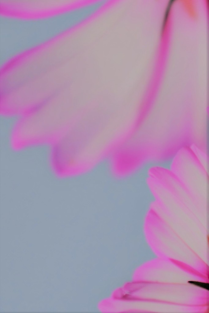 見上げれば秋桜