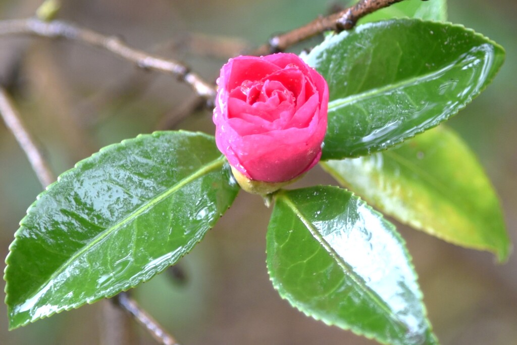 過去　山茶花