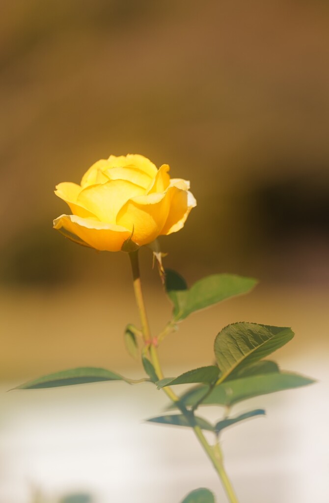 黄色薔薇