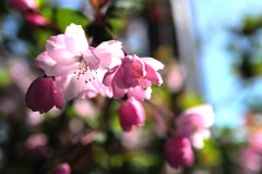 花海棠サクラ２