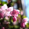 花海棠サクラ２