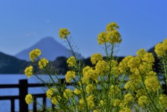 菜の花の向こうに