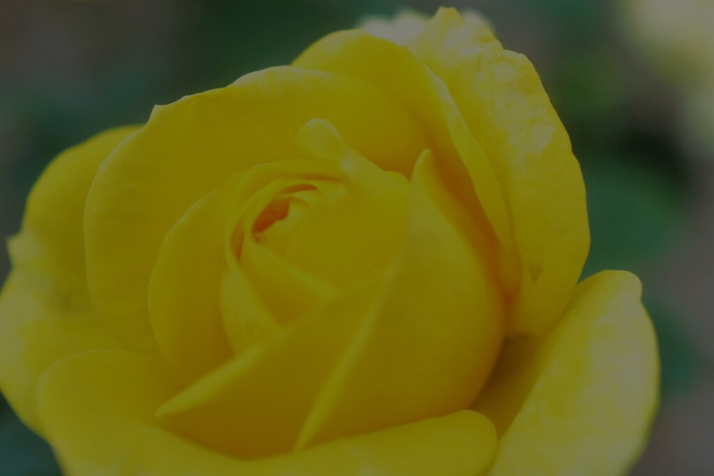 秋薔薇1
