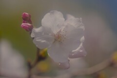 桜　ほんわか