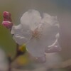 桜　ほんわか