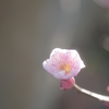 咲いてくれました