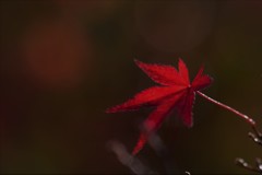 大宰府の秋～寒い季節がすぐそこまで