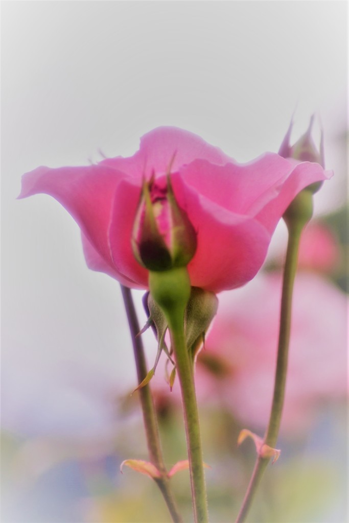 クイーンエリザベス