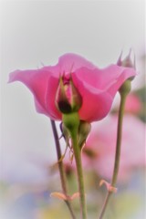 クイーンエリザベス