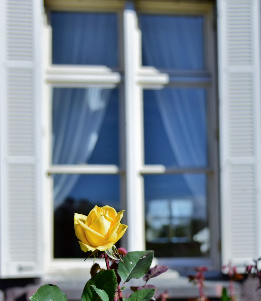 薔薇は二度咲く～１