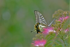 紫陽花のそばで