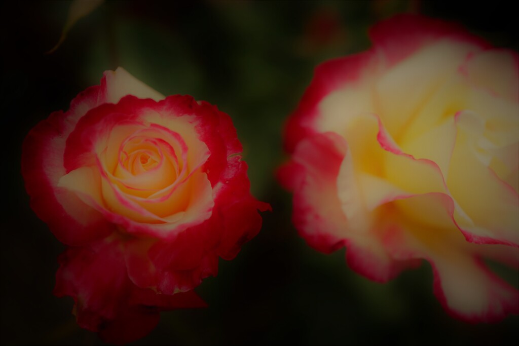 ダブルテライト(1)