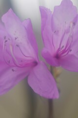 雨のち曇り