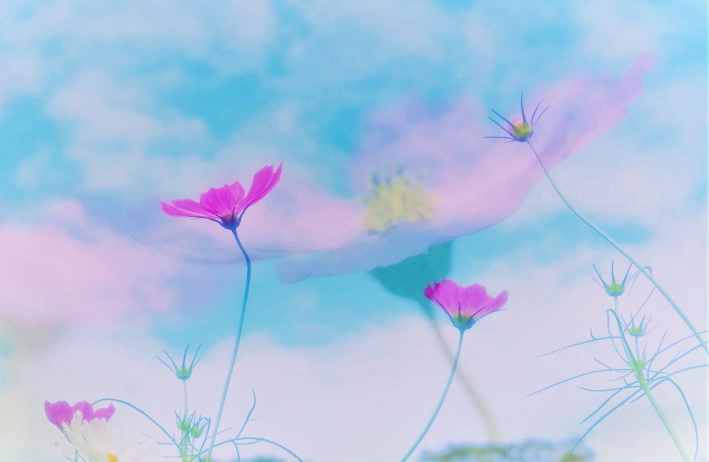 届きそうで2016ver3コスモス