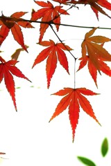 も み じ