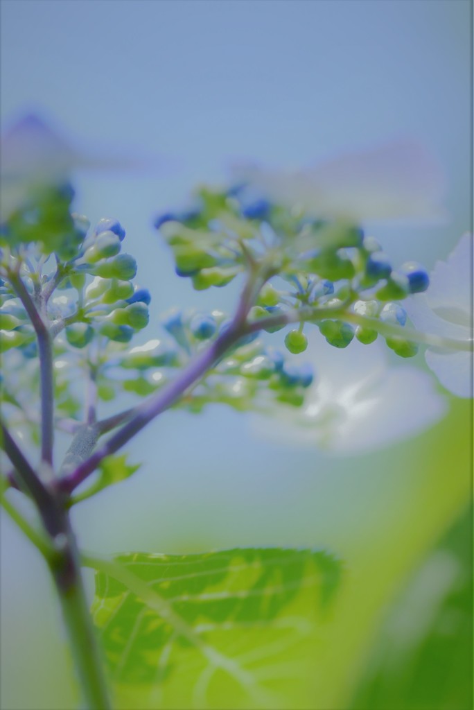 紫陽花12