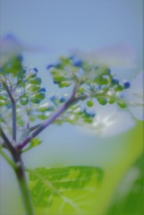 紫陽花12
