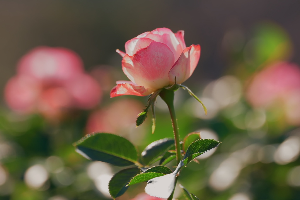 今年最後の薔薇～３