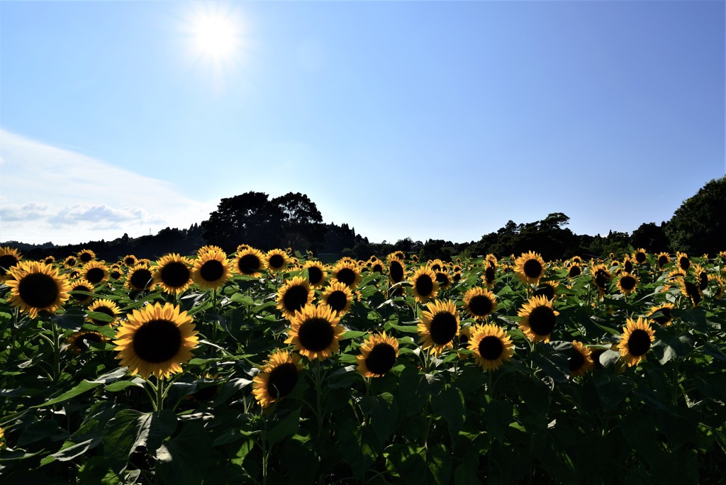 西日に背を向けて