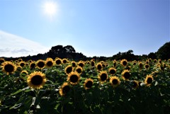 西日に背を向けて