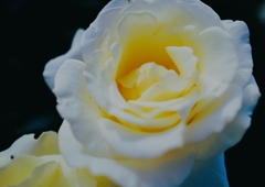 白薔薇