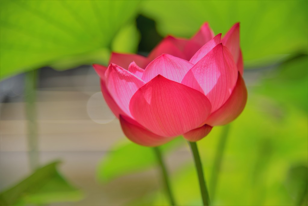 蓮～太陽の恵み1