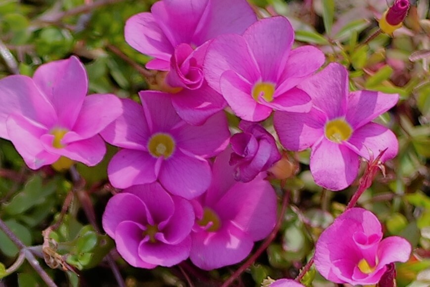 小さいけど目立ちます