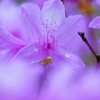 イワツツジ舞～1