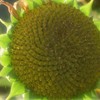 これもヒマワリ