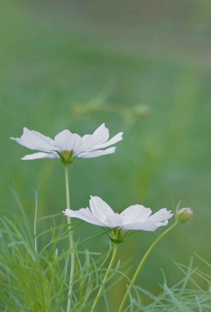 白い秋桜