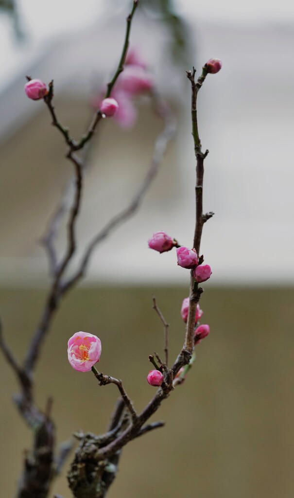 今年も咲いてくれました