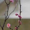 今年も咲いてくれました
