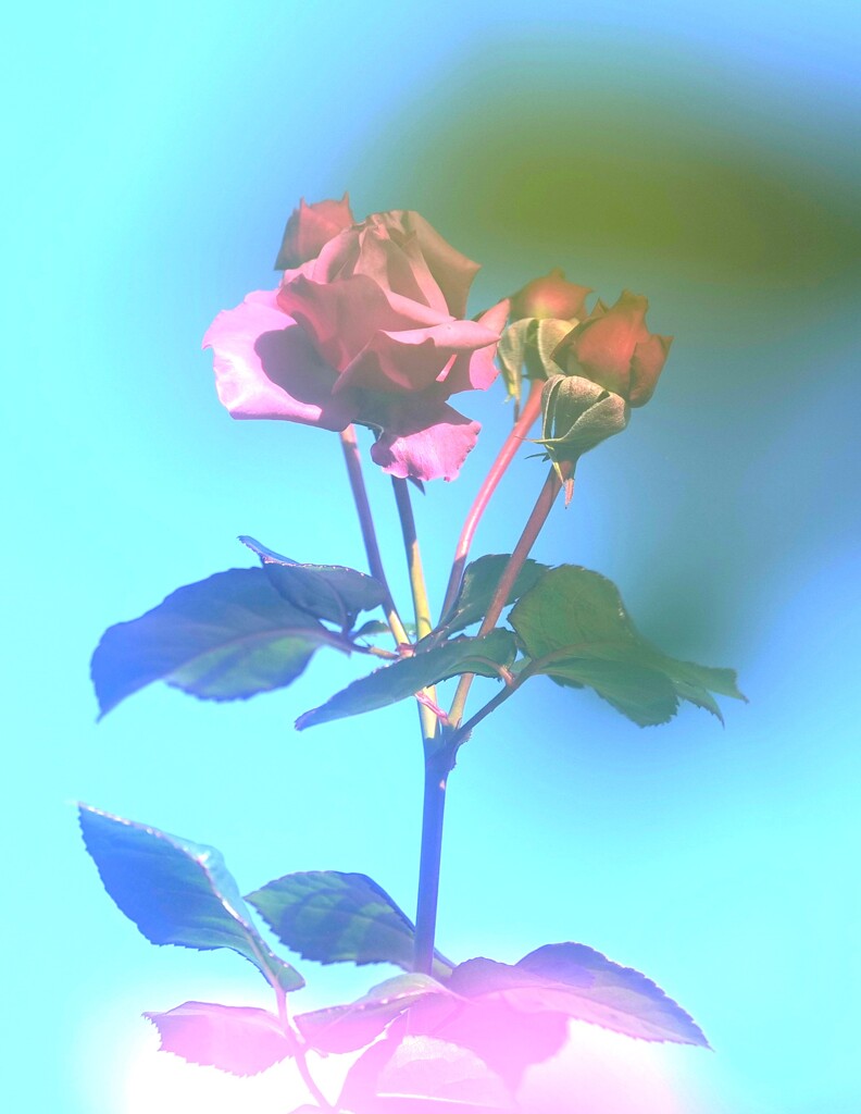 澄みきった空に秋薔薇と思いきや