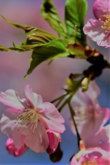 桜咲く～別れと出逢いの季節