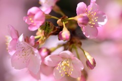 桜～伊豆の踊子3
