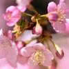 桜～伊豆の踊子3