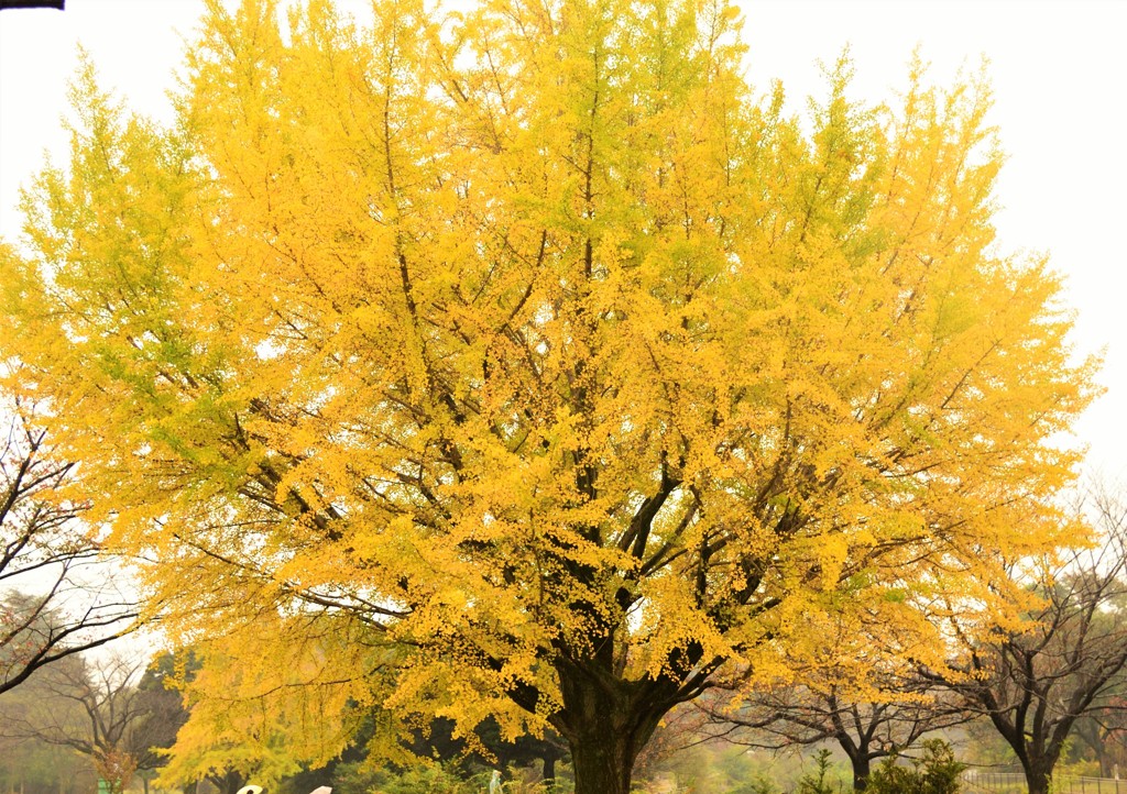 秋の残影 昭和記念公園