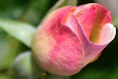 薔薇道18