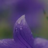 雨の中の桔梗