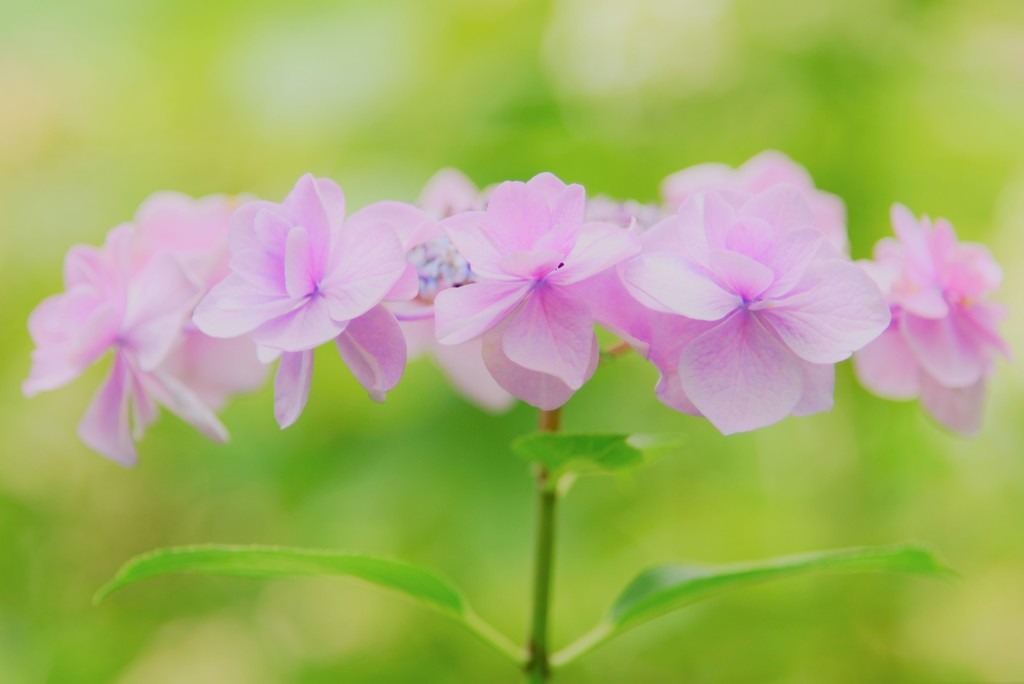 筥崎宮 紫陽花15