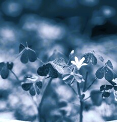 小さな花