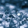 小さな花