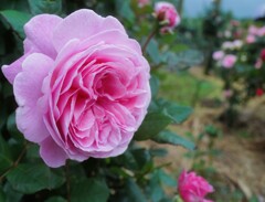 薔薇道