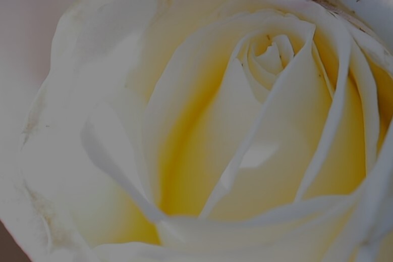 今年最後の薔薇～６