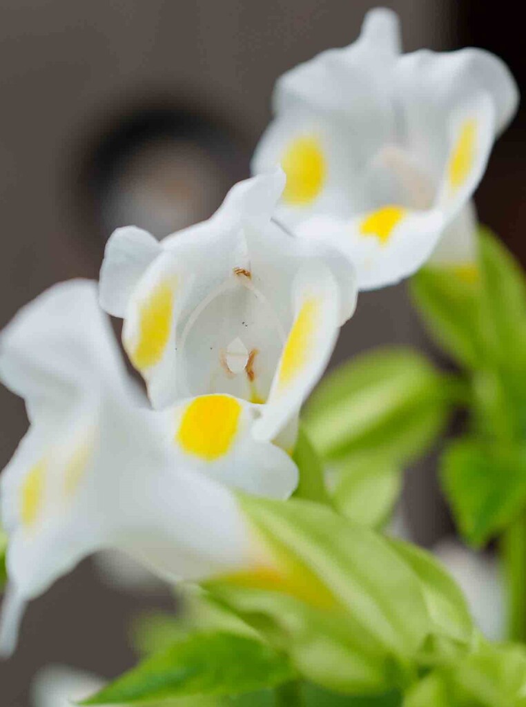 お出迎えの花々1