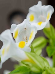 お出迎えの花々1