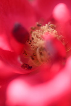 薔薇の蕊達２