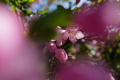 花海棠サクラ1